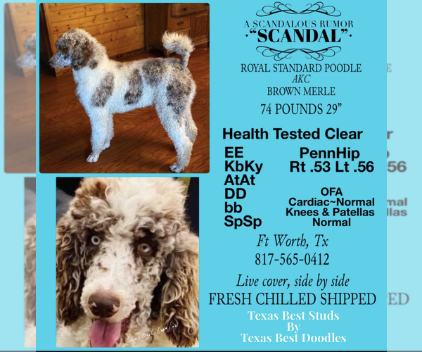 Medium Photo #1 Goldendoodle Puppy For Sale in COLLEGE STATION, TX, USA