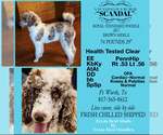 Small Photo #1 Goldendoodle Puppy For Sale in COLLEGE STATION, TX, USA