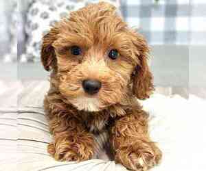 Medium Bichon Frise-Cavapoo Mix