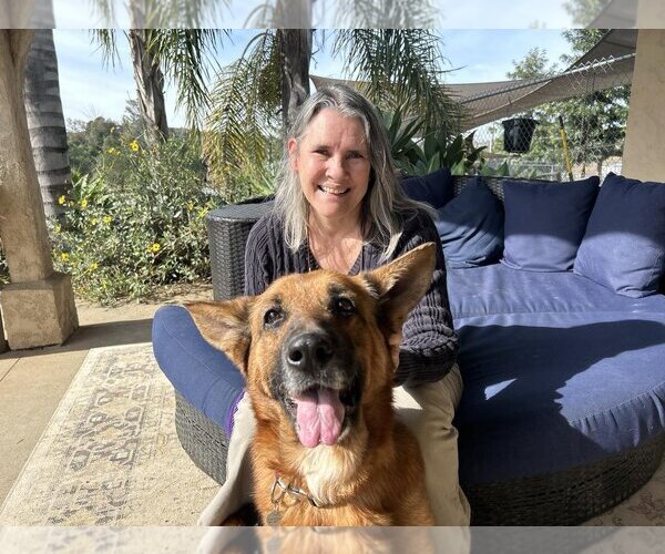Medium Photo #5 German Shepherd Dog Puppy For Sale in  Ramona, CA, USA