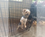 Small #4 Yorkshire Terrier