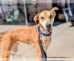 Labrador Retriever-Siberian Husky Mix Dogs for adoption in Denver, CO, USA