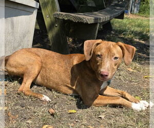 Haven - Female Pointer-Unknown Mix Dog for Adoption - Photo #2