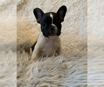 Small Photo #1 French Bulldog Puppy For Sale in HUSON, MT, USA