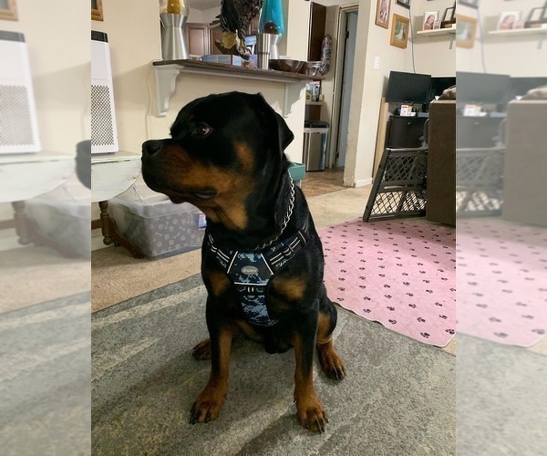 Medium Photo #1 Rottweiler Puppy For Sale in VIRGINIA BEACH, VA, USA