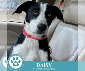 Border Collie-Unknown Mix Dogs for adoption in Kimberton, PA, USA