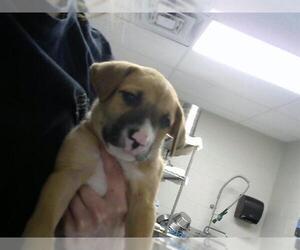 Siberian Husky-Unknown Mix Dogs for adoption in Pasadena, TX, USA