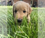 Small #7 Golden Retriever