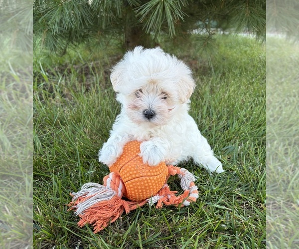 Medium Photo #3 Maltese Puppy For Sale in MIDDLEBURY, IN, USA