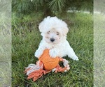 Small #2 Maltese