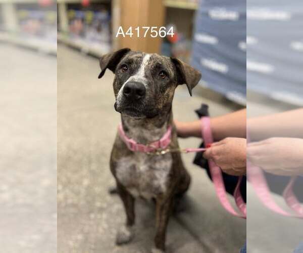 Medium Photo #2 Labrador Retriever-Unknown Mix Puppy For Sale in Conroe, TX, USA