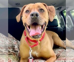 Mastiff Dogs for adoption in Canton, CT, USA