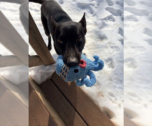 Medium Photo #9 Mutt Puppy For Sale in Stevens Point, WI, USA