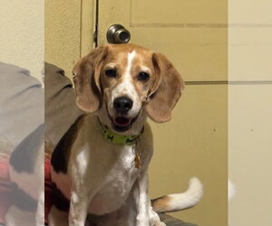 Peetie - Male Beagle Dog for Adoption - Photo #5