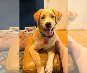 Labsky Dogs for adoption in Bellevue, WA, USA
