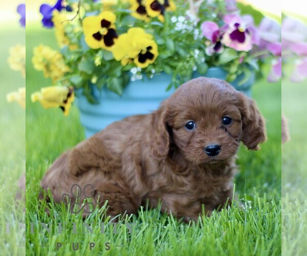 Medium Photo #3 Cavapoo (Miniature) Puppy For Sale in QUARRYVILLE, PA, USA