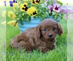 Small #2 Cavapoo (Miniature)