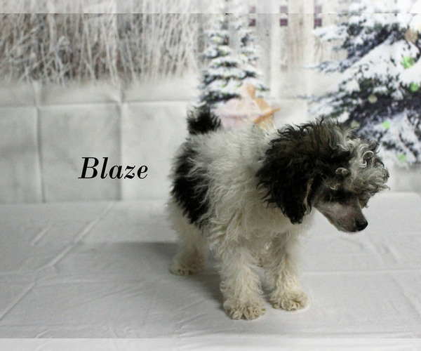 Medium Photo #19 Poodle (Toy) Puppy For Sale in CHANUTE, KS, USA