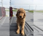 Puppy Bat Golden Retriever