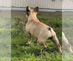 Small Photo #6 French Bulldog Puppy For Sale in HILLSBORO, OR, USA