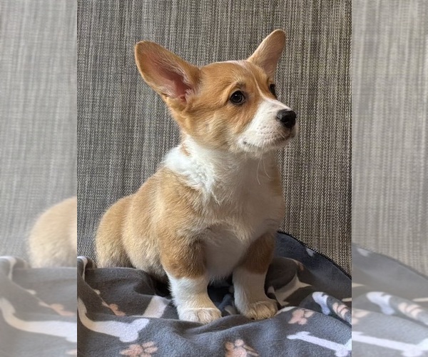 Medium Photo #7 Pembroke Welsh Corgi Puppy For Sale in MANSFIELD, MO, USA