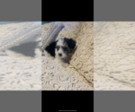 Small Photo #4 Morkie Puppy For Sale in FORT WORTH, TX, USA