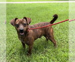 Small #3 Dachshund