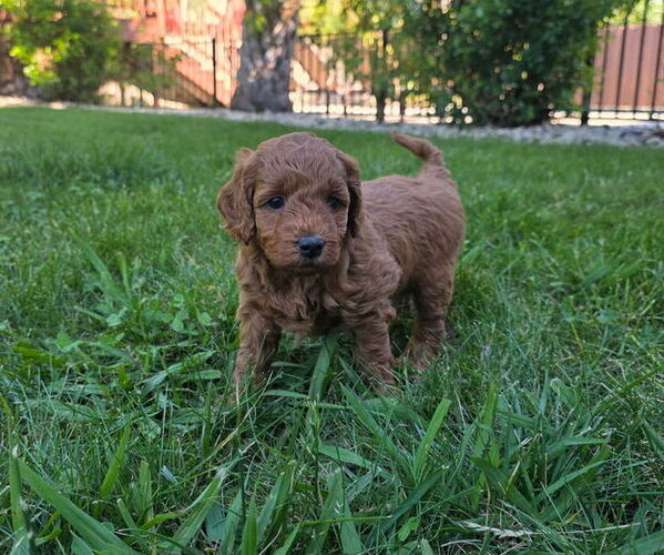 Medium Photo #7 Goldendoodle (Miniature) Puppy For Sale in ROSEVILLE, CA, USA