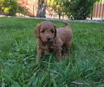 Small Photo #7 Goldendoodle (Miniature) Puppy For Sale in ROSEVILLE, CA, USA