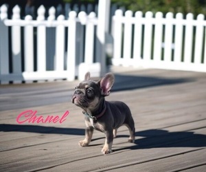 French Bulldog Puppy for sale in LONG BEACH, CA, USA