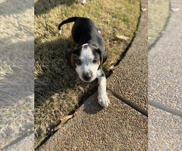 Medium Photo #2 Beagle Puppy For Sale in Parker Ford, PA, USA