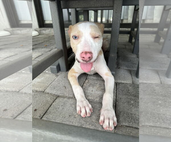 Medium Photo #20 Catahoula Leopard Dog-Unknown Mix Puppy For Sale in Sanford, FL, USA