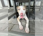 Small #19 Catahoula Leopard Dog Mix