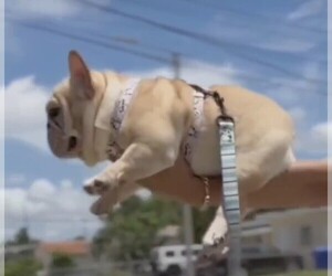 Father of the French Bulldog puppies born on 04/06/2023