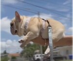 Small Photo #1 French Bulldog Puppy For Sale in SANTA MARIA, CA, USA