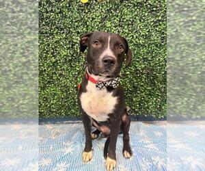 American Pit Bull Terrier-Unknown Mix Dogs for adoption in Corpus Christi, TX, USA