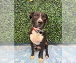 DAKOTA - Male American Pit Bull Terrier-Unknown Mix Dog for Adoption - Small photo