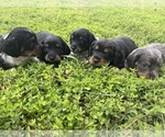 Small Dachshund