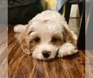 Cavapoo Puppy for sale in LENEXA, KS, USA