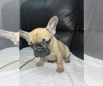 Small Photo #7 French Bulldog Puppy For Sale in CHESAPEAKE, VA, USA
