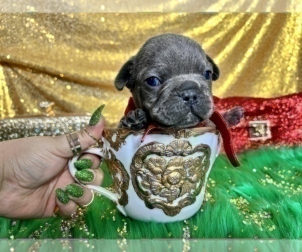 Medium Photo #66 French Bulldog Puppy For Sale in HAYWARD, CA, USA