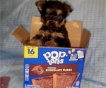 Small Photo #307 Yorkshire Terrier Puppy For Sale in AKRON, OH, USA