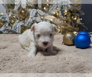 Medium Maltese