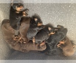 Small Photo #2 Doberman Pinscher Puppy For Sale in PLYMOUTH, MA, USA