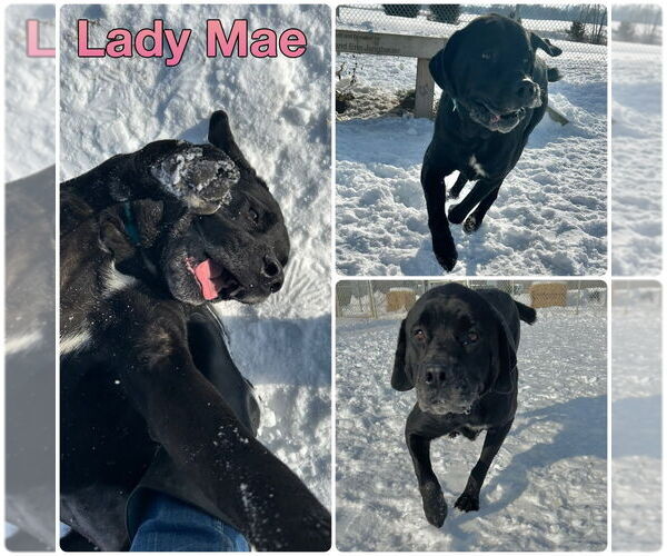 Medium Photo #1 Mutt Puppy For Sale in Pierceton , IN, USA