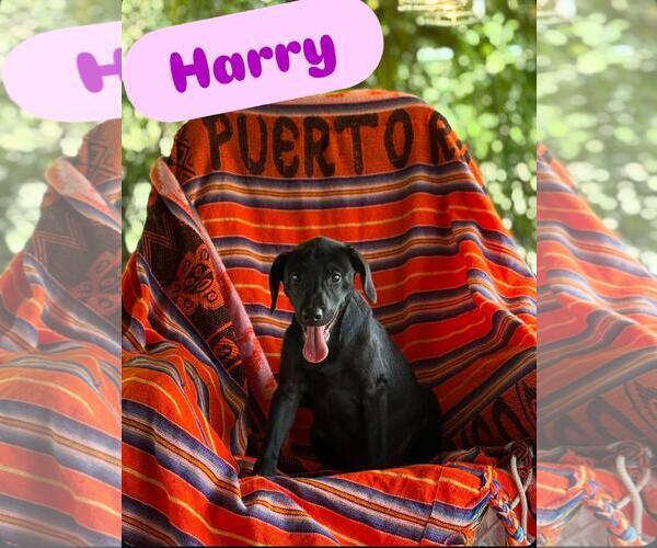 Medium Photo #1 Labrador Retriever-Unknown Mix Puppy For Sale in Sanford, FL, USA