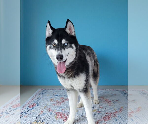 Medium Photo #2 Siberian Husky Puppy For Sale in Pasadena, CA, USA