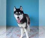 Small #1 Siberian Husky