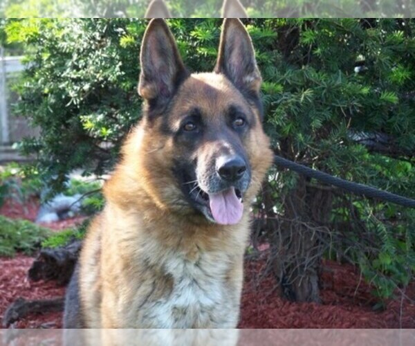 Medium Photo #3 German Shepherd Dog Puppy For Sale in HAMMOND, IN, USA