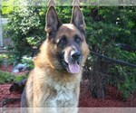 Small #2 German Shepherd Dog